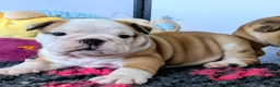 English Bulldog dogs for sale: Traditional Bulldog Puppies Worth Waiting For - Advert 2
