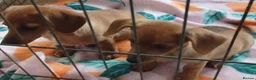 Mixed Breed dogs for sale: 2 beautiful pomerainian/daschund puppies 400 each - Advert 4