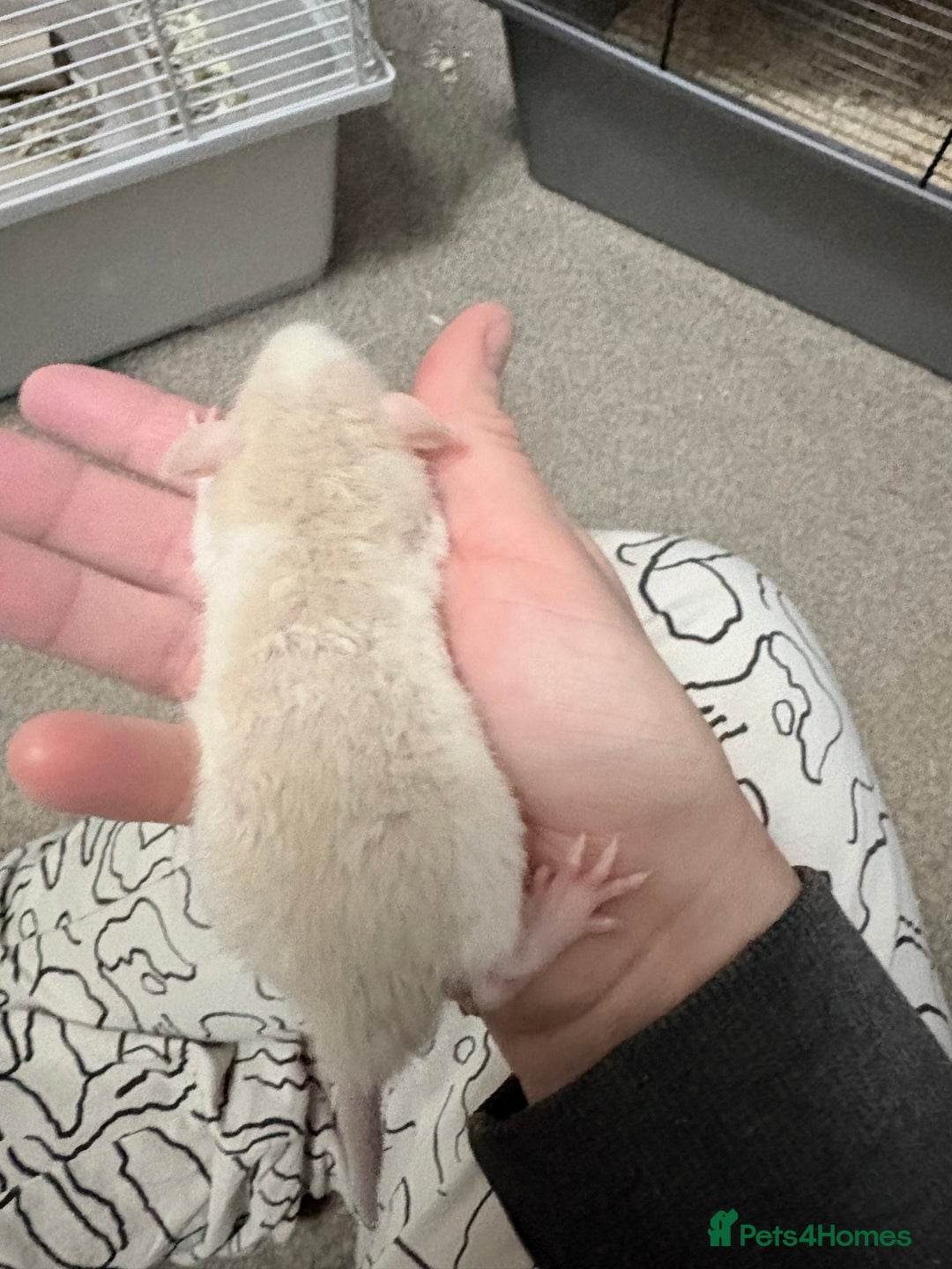 Rat rodents for sale: 9 male dumbo husky rats - Advert 8