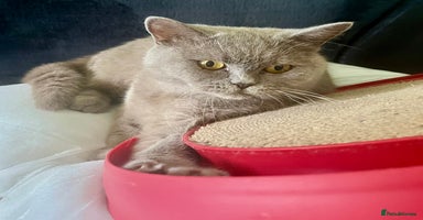 British Shorthair cats - Advert 5
