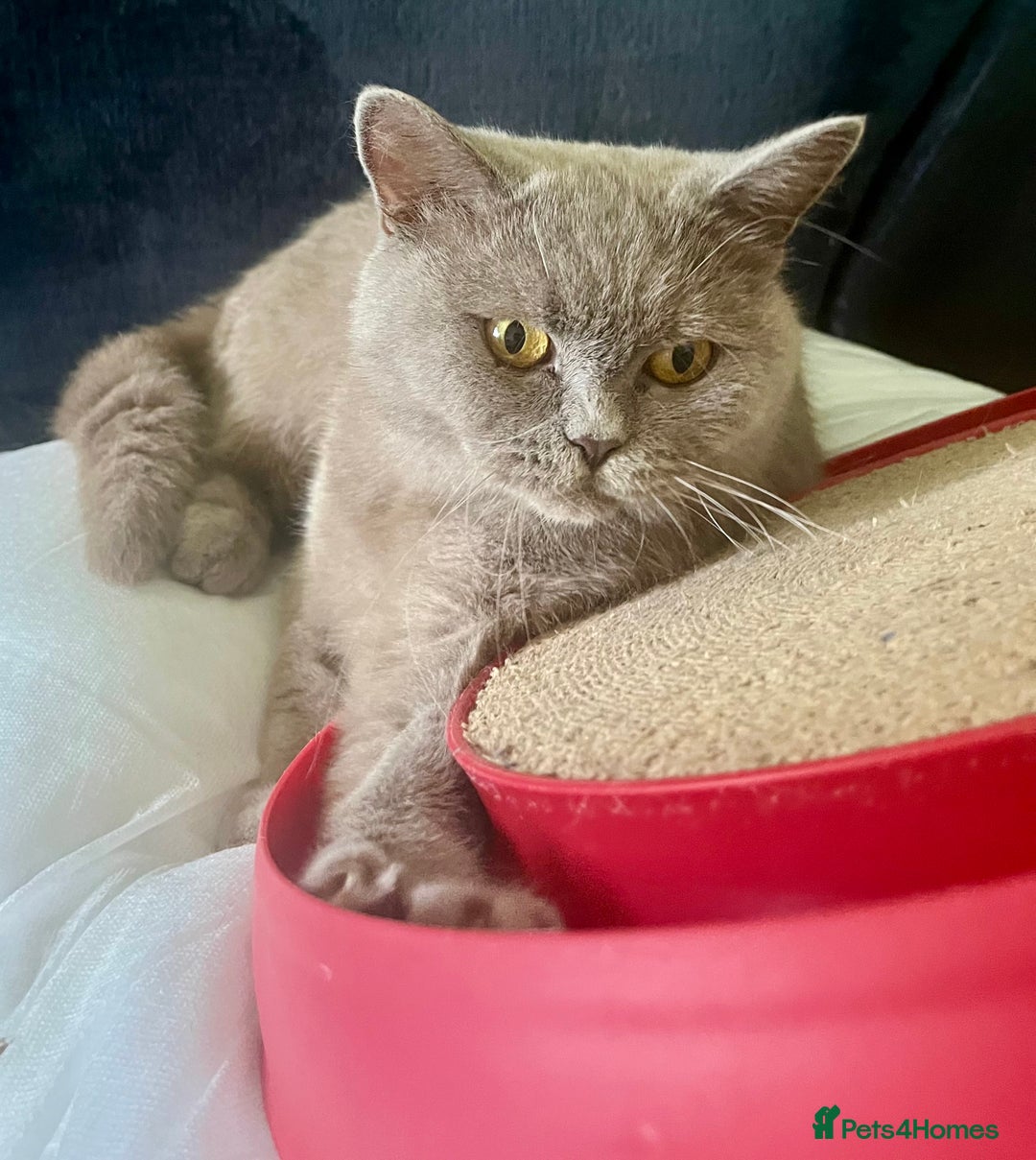 British Shorthair cats for sale: Retired GCCF lilac female - Image 2