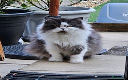 British Shorthair cats for sale: ✨SUPER CUDDLY BOY ✨ Total lap cat ✨ Rare colour ✨ in Biggleswade - Image 17