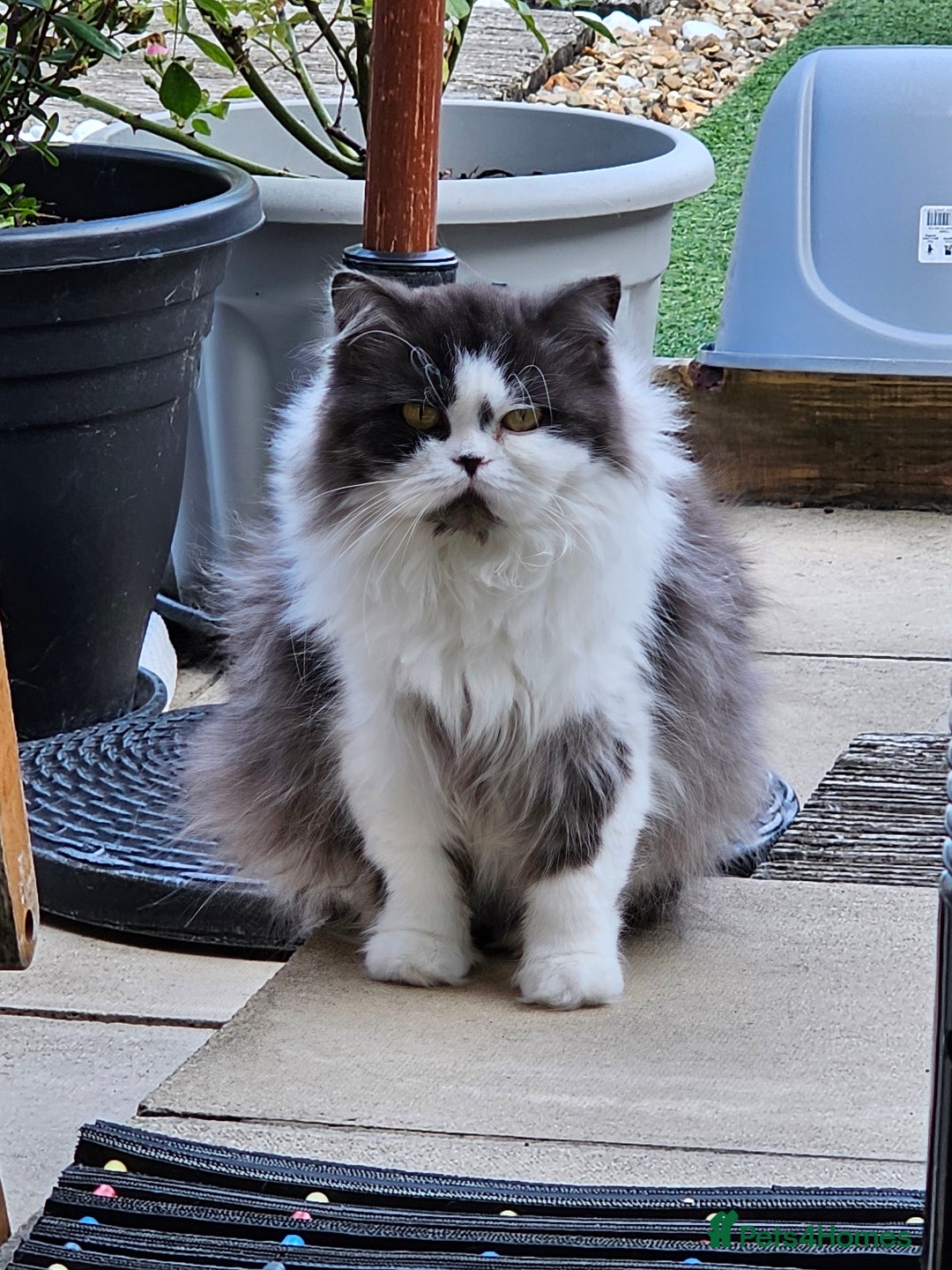 British Shorthair cats for sale: ✨SUPER CUDDLY BOY ✨ Total lap cat ✨ Rare colour ✨ in Biggleswade - Image 17