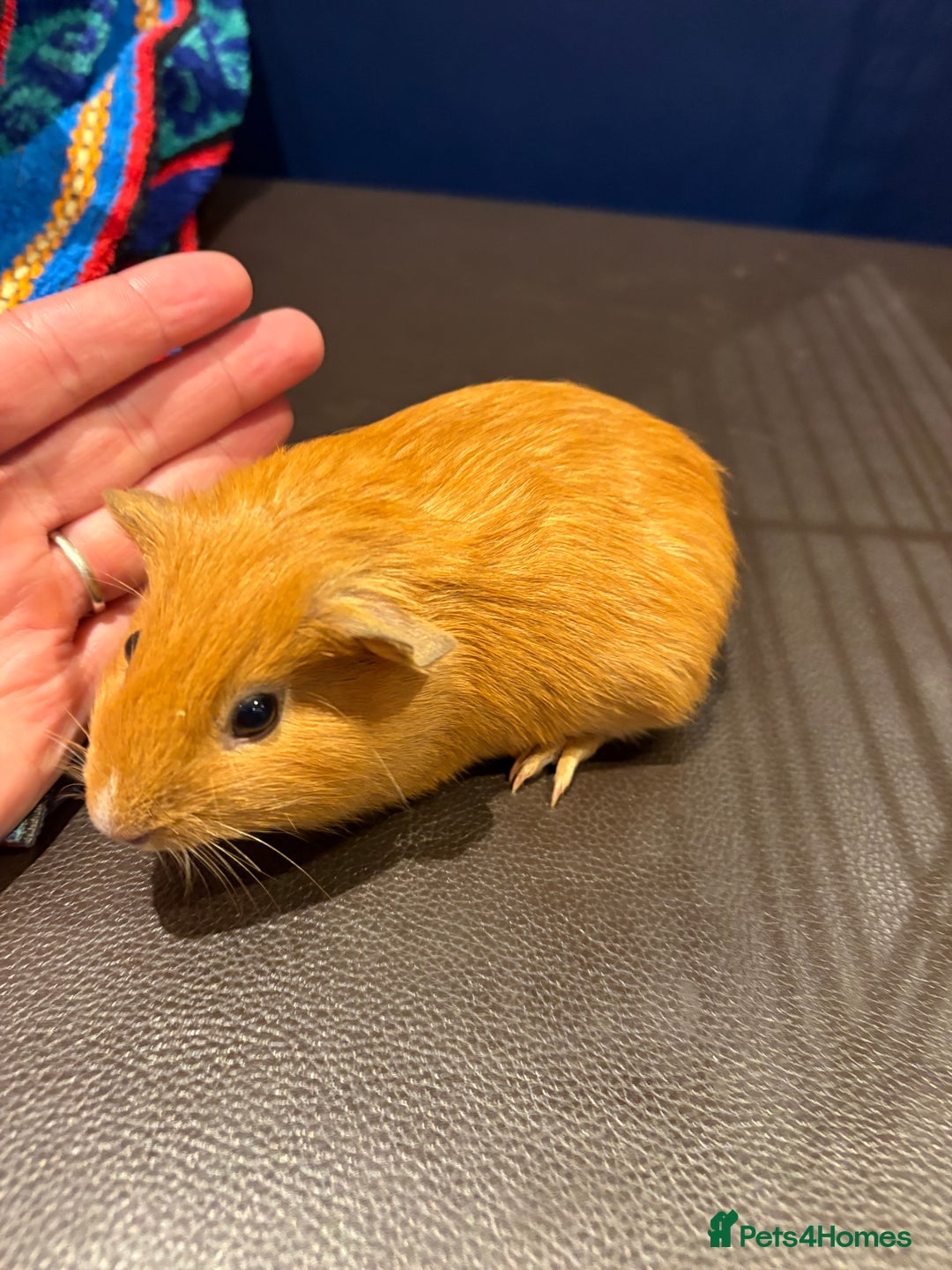 Guinea Pig rodents for sale: Baby Guineas  - Advert 3