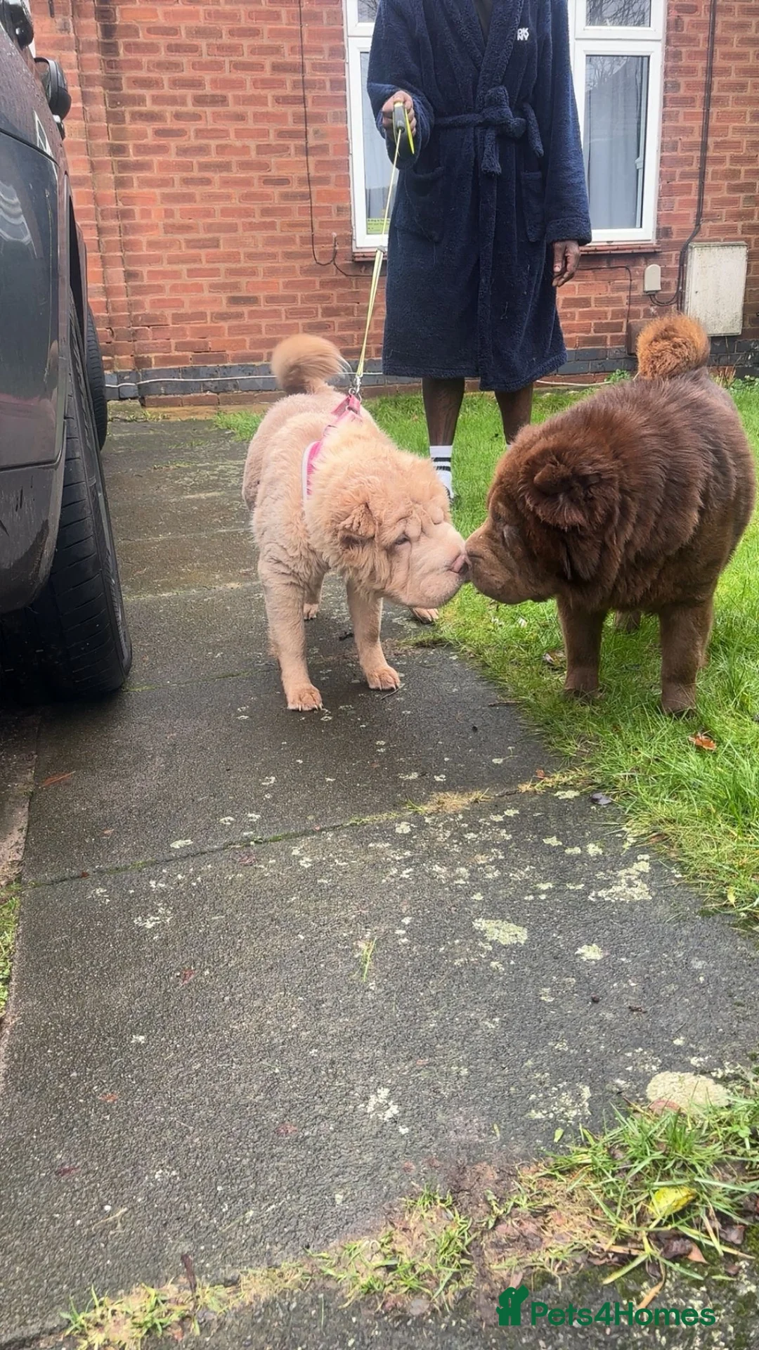 Shar Pei dogs for sale: Top quality bear coat sharpei  - Advert 8