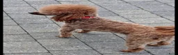 Yorkiepoo dogs for sale: Yorkiepoo - Advert 5
