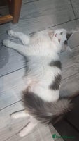 Maine Coon cats - Advert 5