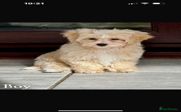 Maltipoo dogs - Advert 9