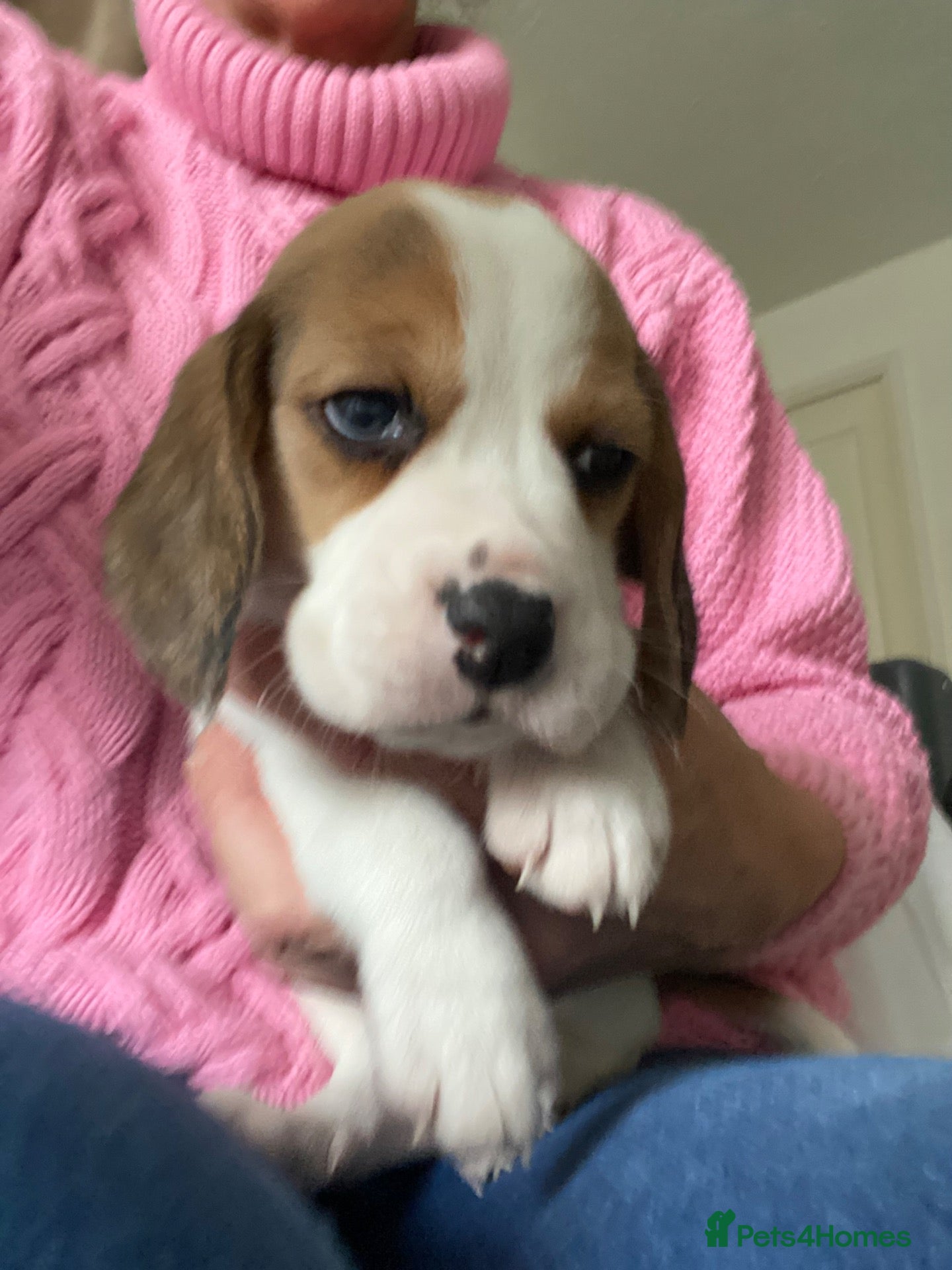 Beagle dogs KC Reg Pure Pedigree champ Beagle  - Advert 2