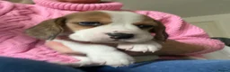 Beagle dogs for sale: KC Reg Pure Pedigree champ Beagle  - Advert 9