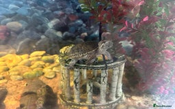 Turtle reptiles for sale: Musk Turtle - 18 months  - Image 1
