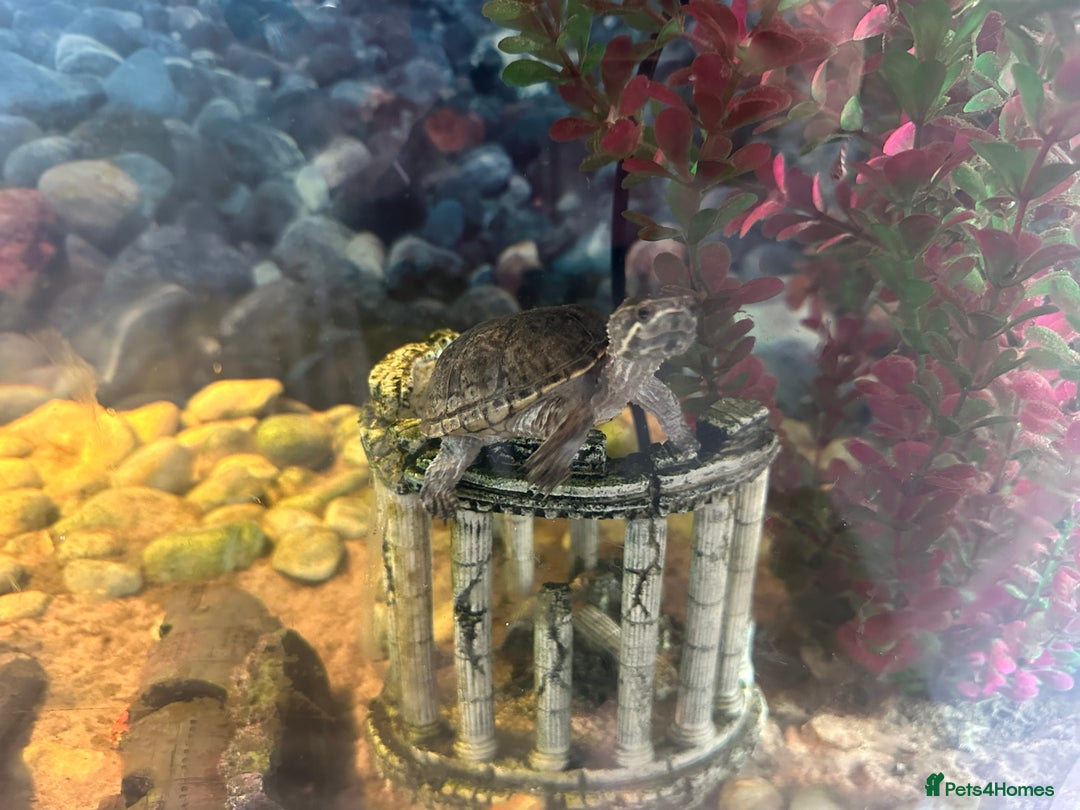 Turtle reptiles for sale: Musk Turtle - 18 months  - Image 1