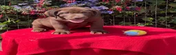 Labrador Retriever dogs for sale: ⭐️ READY NOW KC Chocolate Lab Puppies ⭐️ - Advert 1
