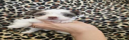 Yorkshire Terrier dogs for sale: 🩷 DNA tested parents 🩵 White Ocean Pearl litter - Advert 9