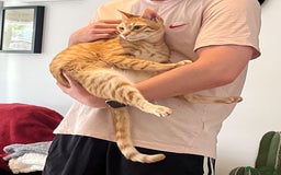 Arabian Mau cats for adoption: Two Bonded Rescue Cats for Adoption Together - Image 6