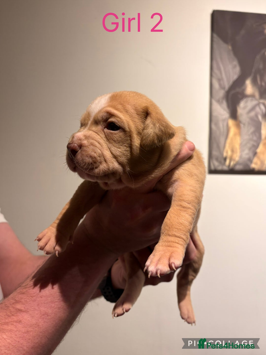 American Bully dogs for sale: Merle American Bully Puppy’s - Advert 15
