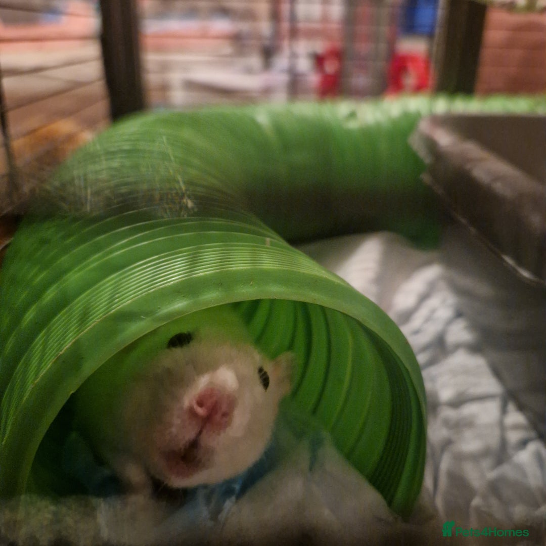 Rat rodents for sale: 3xfemale rats  - Image 7