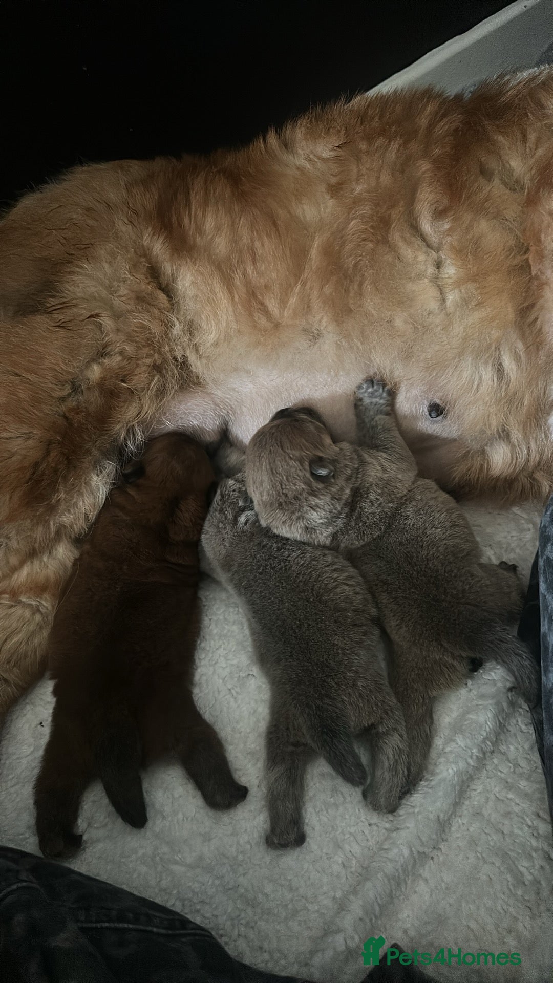 Chow Chow dogs KC Registered Chow Chow Puppies for Sale  - Advert 5