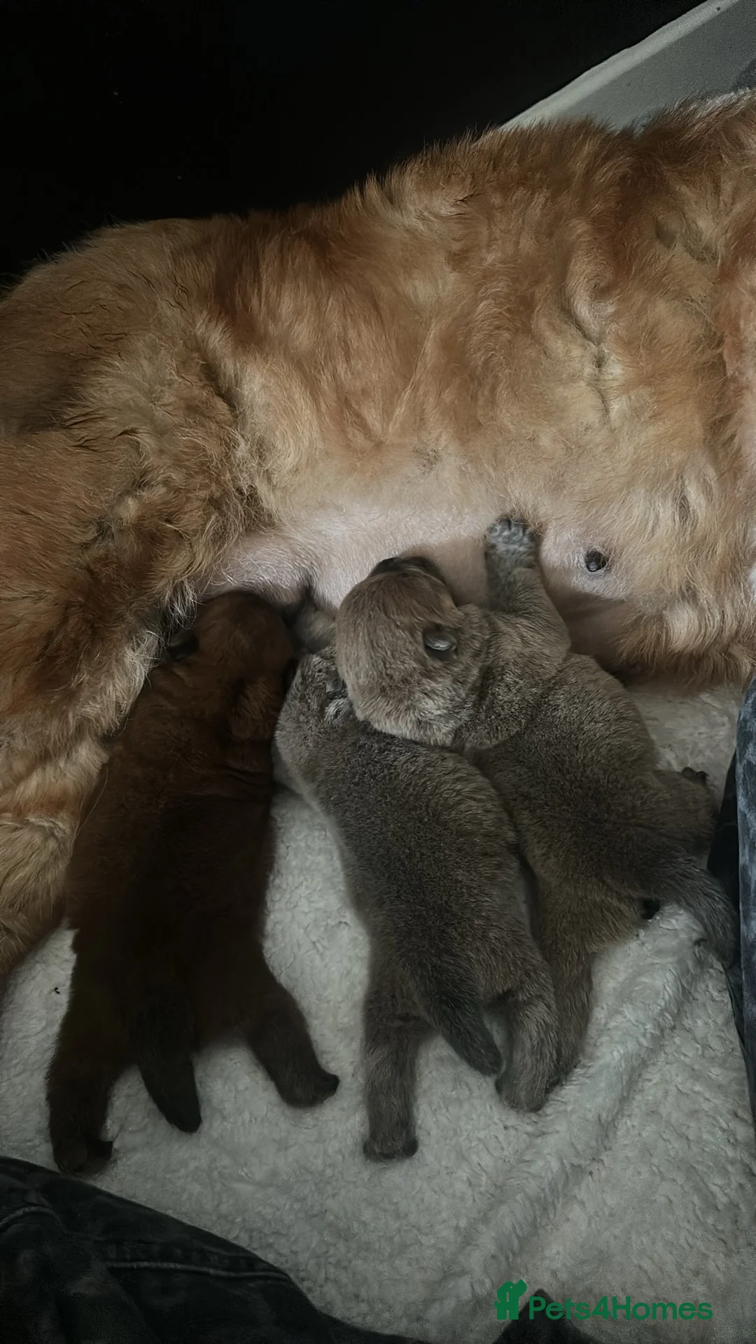 Chow Chow dogs for sale: KC Registered Chow Chow Puppies for Sale  in Fleetwood - Advert 2