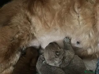 Chow Chow dogs KC Registered Chow Chow Puppies for Sale - Advert 5