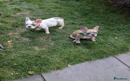 French Bulldog dogs for sale: fluffy carrier French bulldog girls  - Image 6