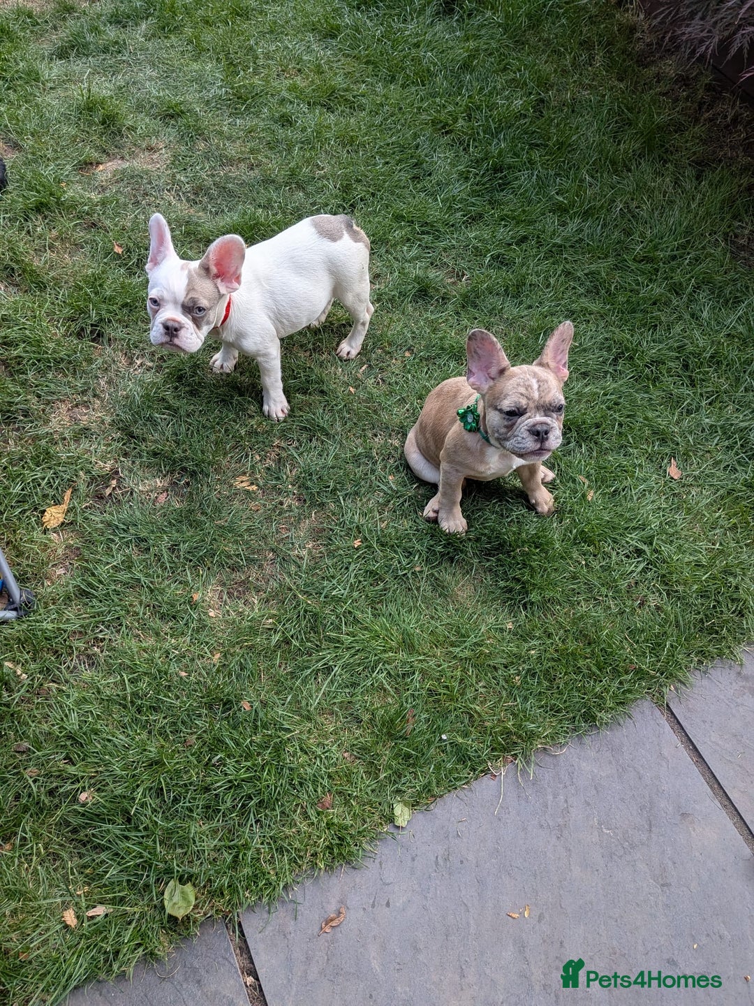French Bulldog dogs for sale: fluffy carrier French bulldog girls  - Image 6