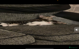 Mixed Breed cats for sale: Mixed Maine coon & bengal kitten - Image 6