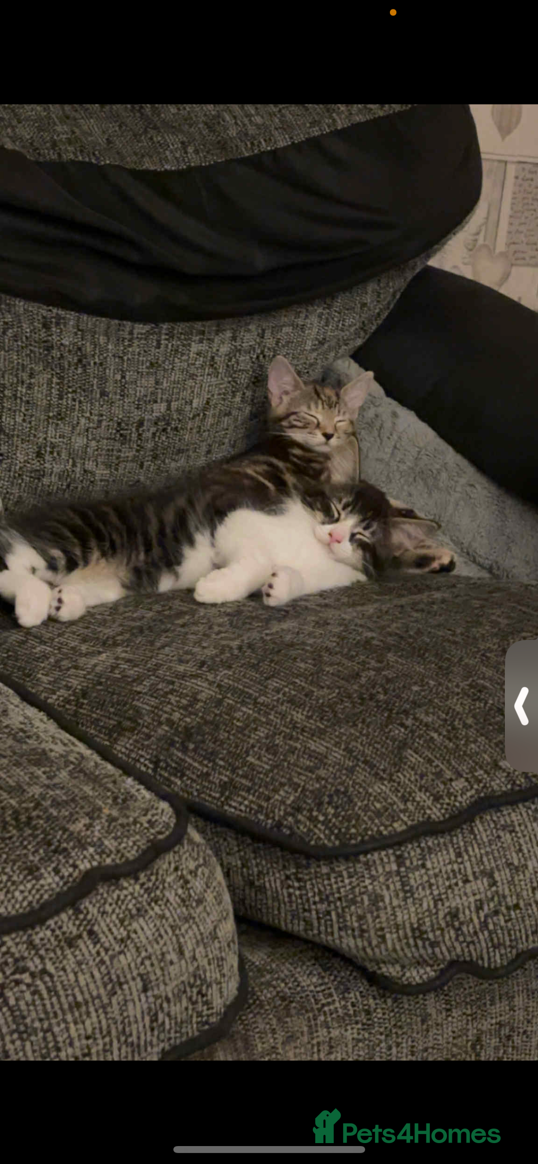 Mixed Breed cats for sale: Mixed Maine coon & bengal kitten - Image 6