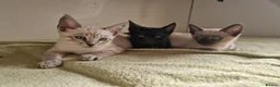 Mixed Breed cats for sale: Bengal,Siamese, Maine coon mix kittens.  - Advert 22