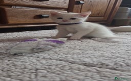 Mixed Breed cats for sale: Pure white kittens Mainecoon x - Image 10