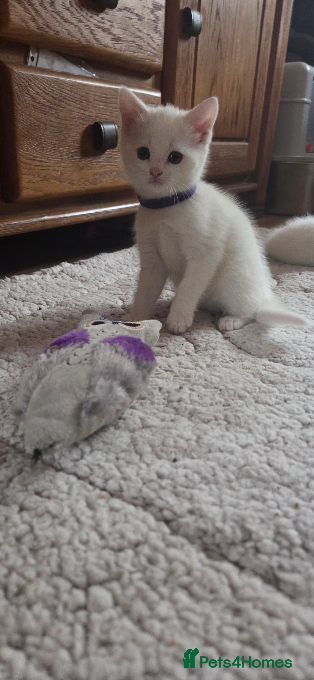 Mixed Breed cats for sale: Pure white kittens Mainecoon x - Image 10