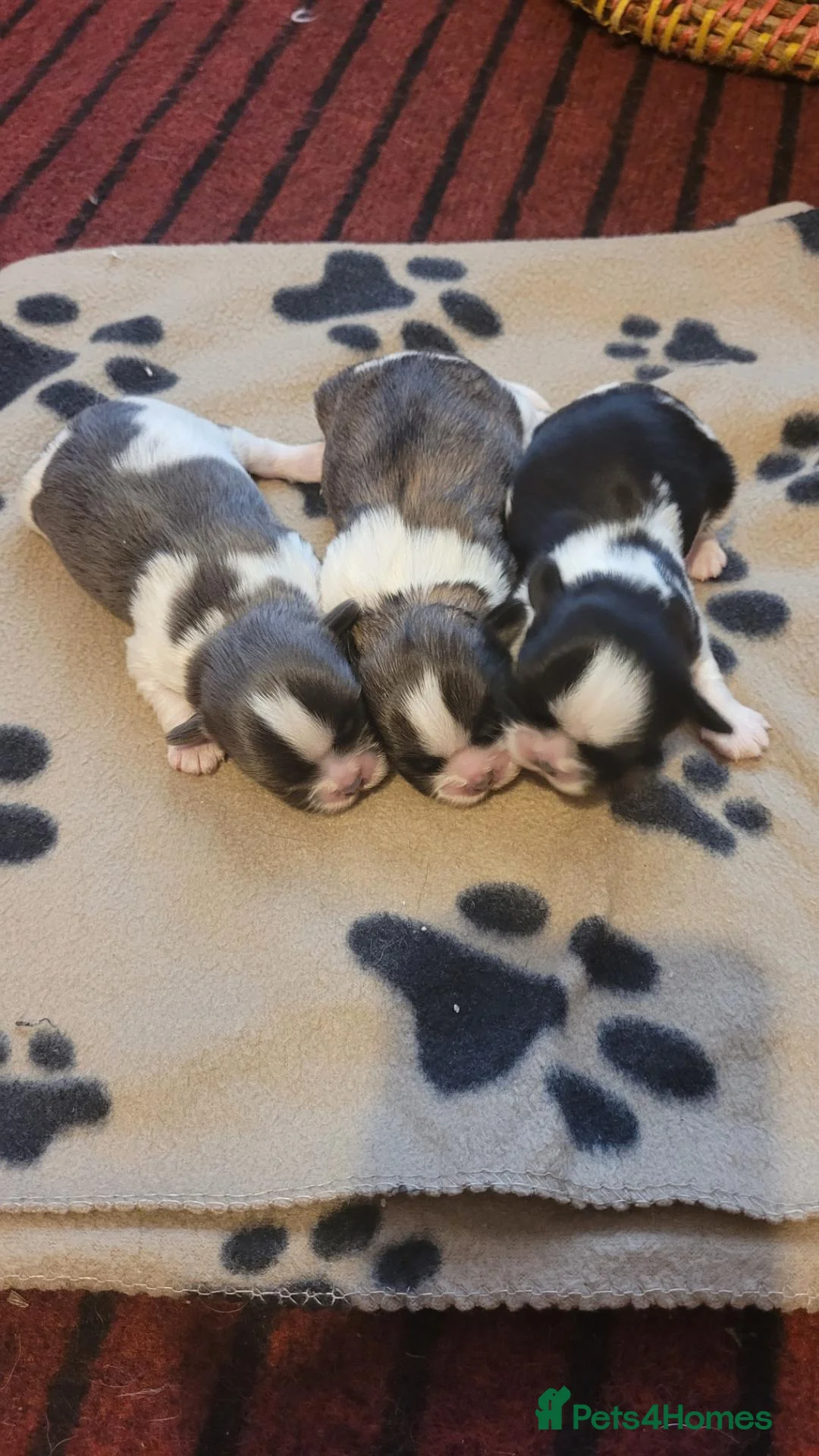 Shih Tzu dogs for sale: Blue and Dobie bloodline Imperial ShihTzu. - Advert 2