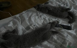 British Shorthair cats for sale: My 2 cute girls are ready to find new family💗  - Image 11