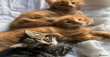Turkish Angora cats - Advert 5