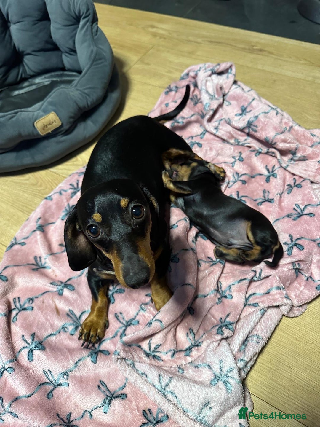 Miniature Dachshund dogs for sale: STUNNING SMOOTH SHORT HAIR MINIATURE DACHSHUND 💞 - Advert 12