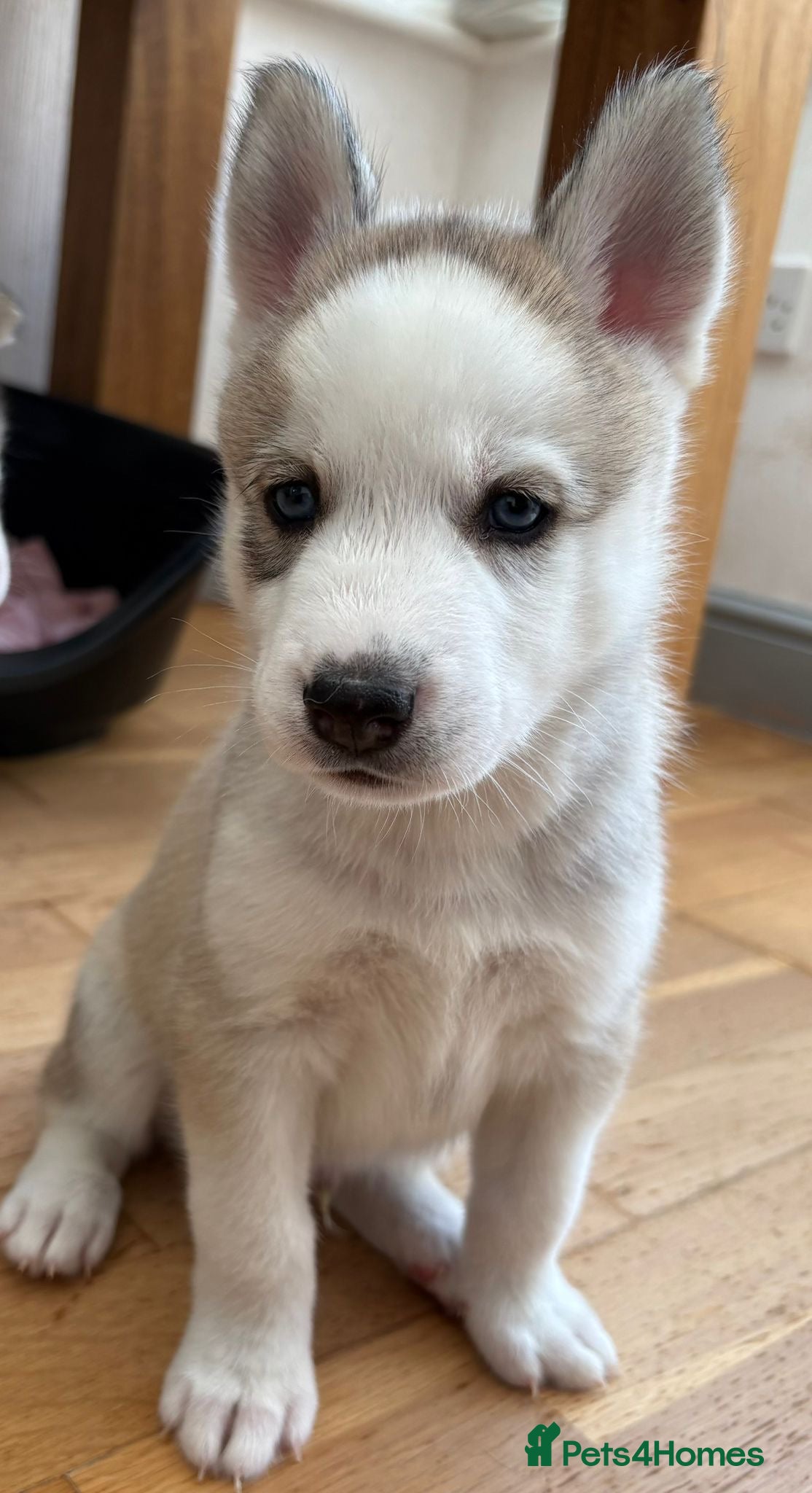 Siberian Husky dogs Gorgeous Siberian husky puppies - Advert 5