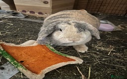 English Lop rabbits for sale: Matilda the lop-ear bunny  - Image 9