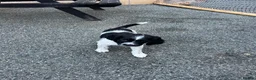 English Springer Spaniel dogs for sale: English Working Springer Spaniels - Advert 5