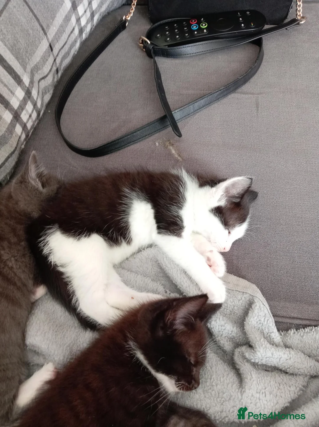 Mixed Breed cats for sale: Kittens in Dover - Advert 4