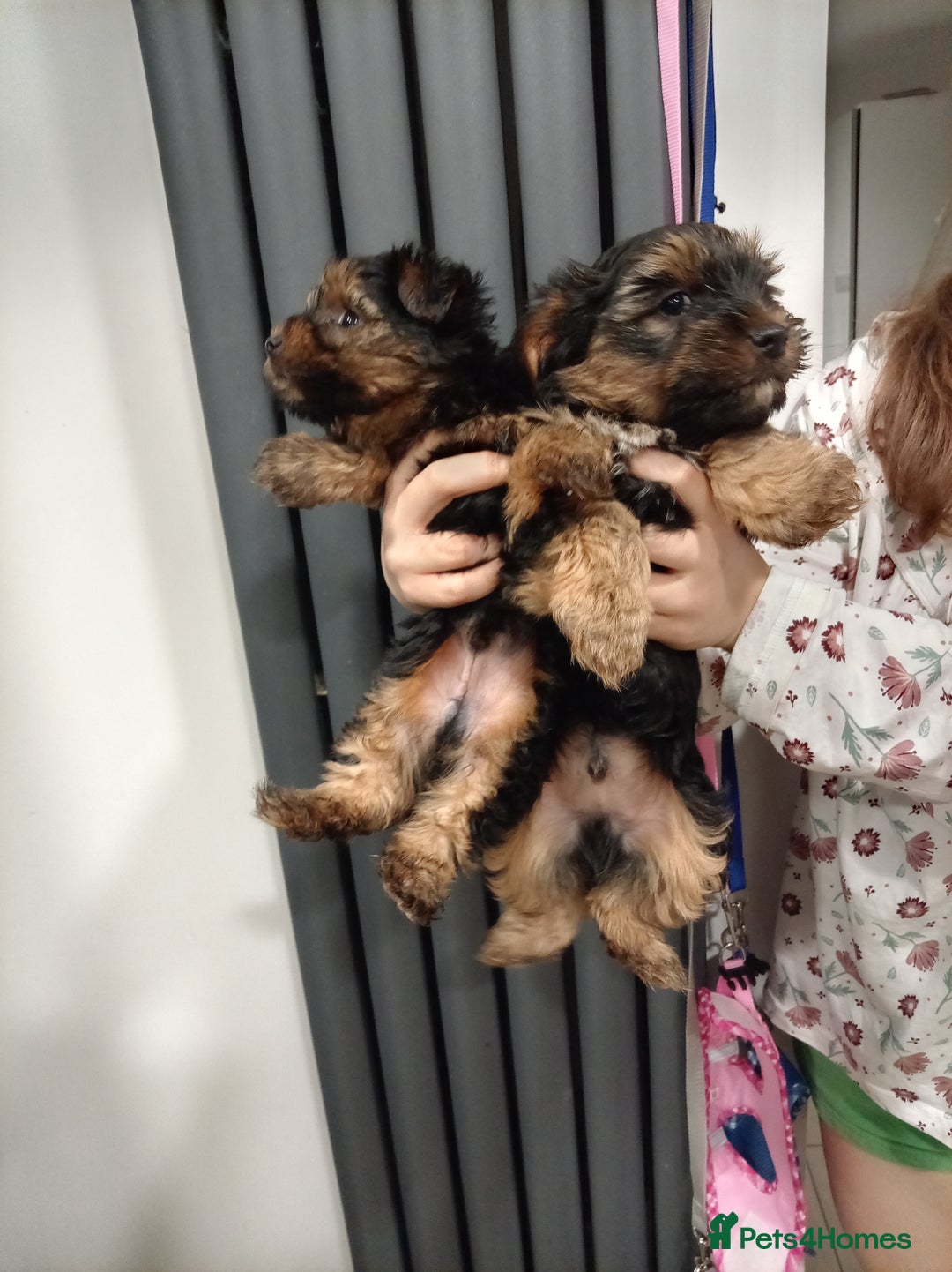 Chorkie dogs for sale: Two amazing Yorkie boys - Advert 13
