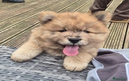 Chow Chow dogs for sale: 🩷🩵ONLY THREE GIRL chow chows left ready to go🩵 - Image 5