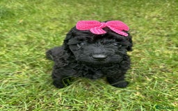 Miniature Poodle dogs for sale: Miniature Poodle puppies - Image 3