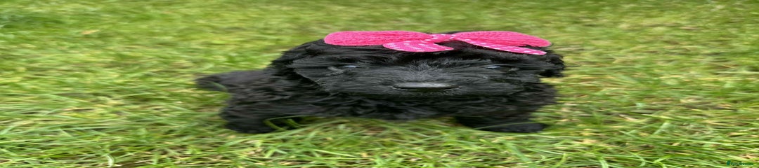 Miniature Poodle Puppy 4