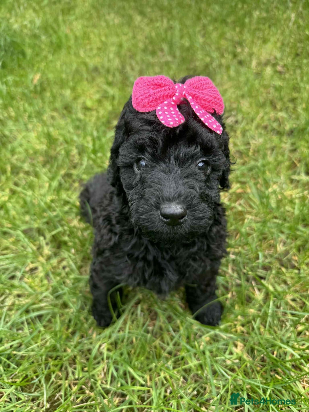 Miniature Poodle dogs for sale: Miniature Poodle puppies - Image 3