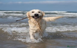Golden Retriever dogs for stud: Fully health tested therapy dog  - Image 4