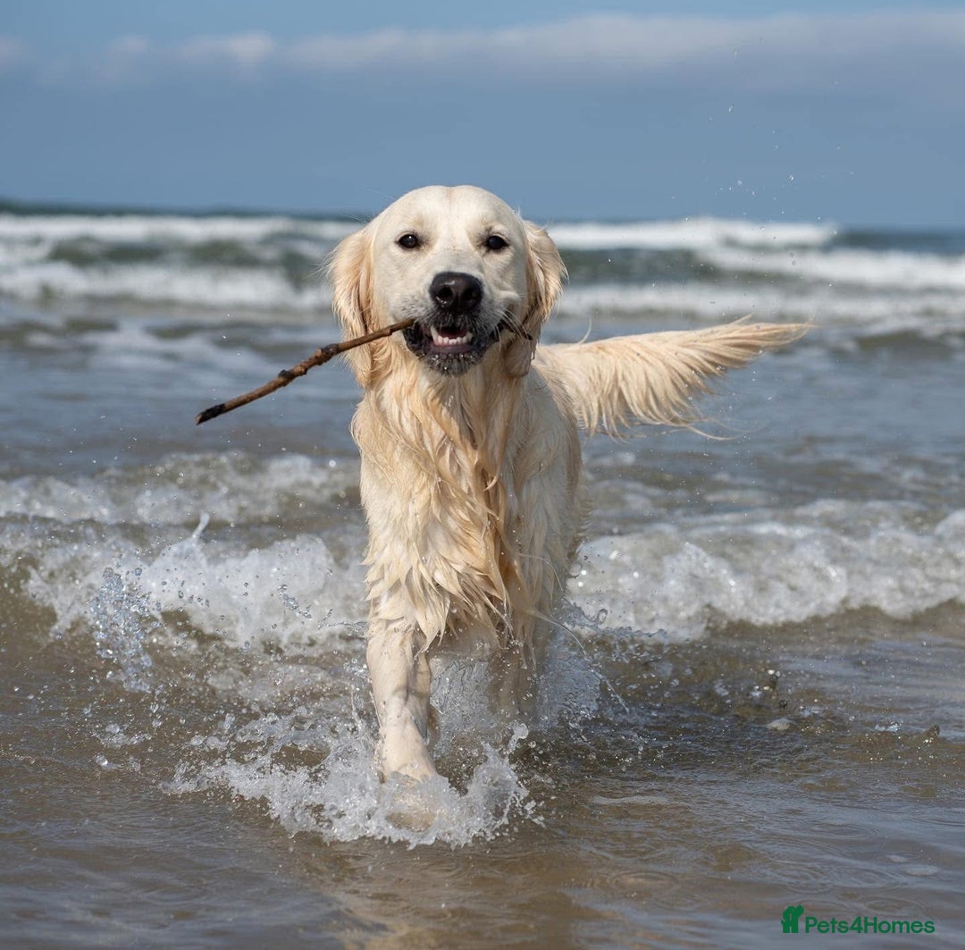 Golden Retriever dogs for stud: Fully health tested therapy dog  - Image 4