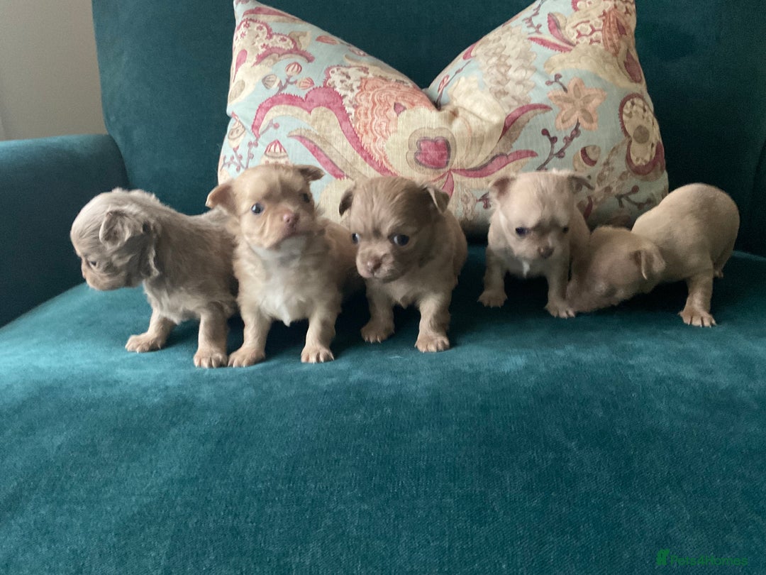Chihuahua dogs for sale: Beautiful chihuahua puppies  - Advert 3
