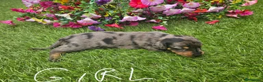 Dachshund 4