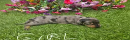 Dachshund dogs for sale: Dachshunds 8 Puppies 5 Girls,  3 Boys - Advert 11