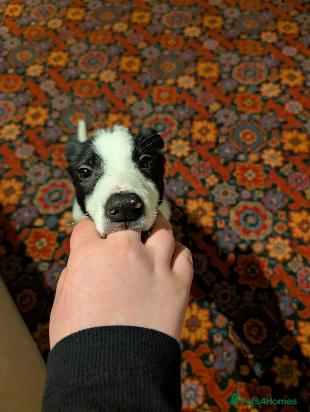 Border Collie dogs for sale: Polly & poppy.  - Advert 3